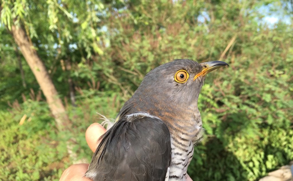 A Vagrant European Robin Is Drawing Huge Crowds in China