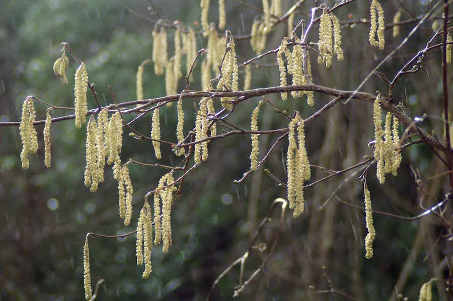 Curse of the Catkins: A Brief History of Beijing s Blinding White Fluff