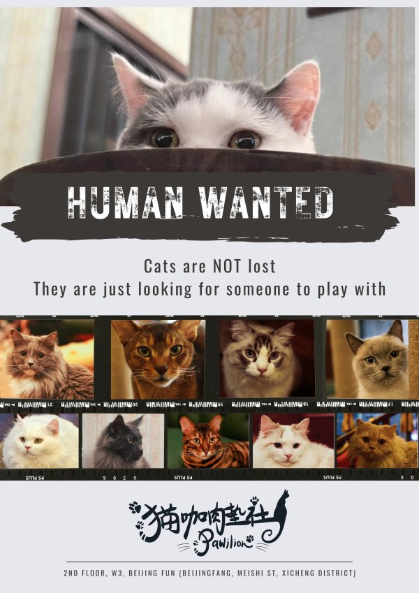 Human Wanted - Many Cats are looking for human to play with