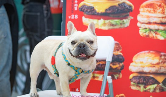 Furry Friends Welcome at Juicy Burger Fest 2024