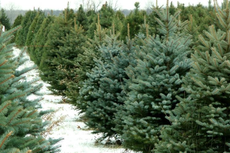 Yes, You Can Buy Real Christmas Trees (and Santa Outfits) on Taobao