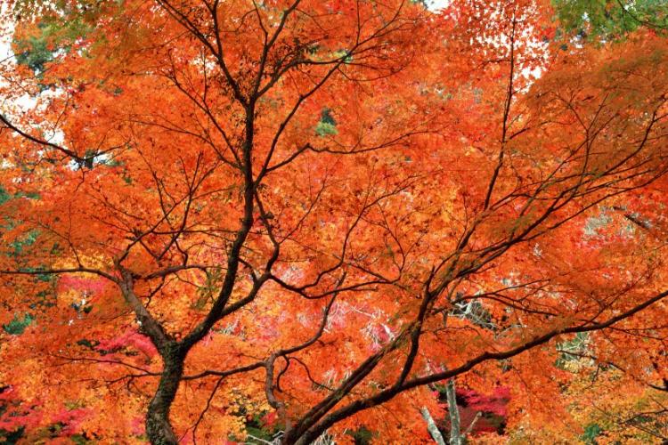 True Colors: Where to See the Best of Beijing&#039;s Fall Foliage