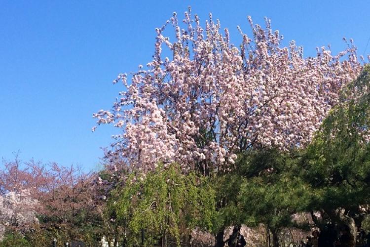 Spring Blossom at Yuyuantan Park