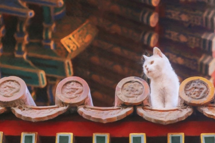 History Unleashed: How Beijing’s Pets Have Endeared Everyone From Emperors to Millennials 