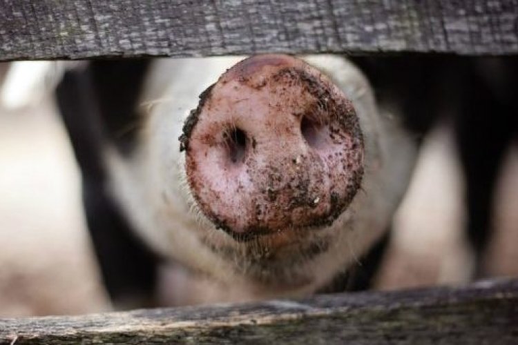 Sick as a Pig: China Grapples With African Swine Fever Outbreak