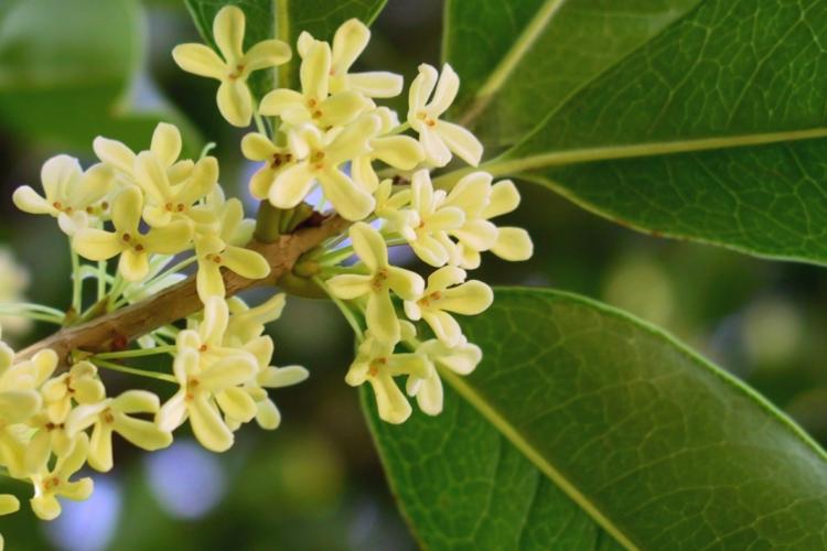 Wokipedia: O is for... Osmanthus, Ou (Lotus Root), Oyster Omelet