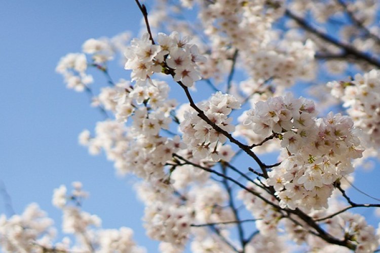 DP Spring’s Blooming: Yuyuantan Park Embraces Cherry Blossom Season, Best Time is This Weekend