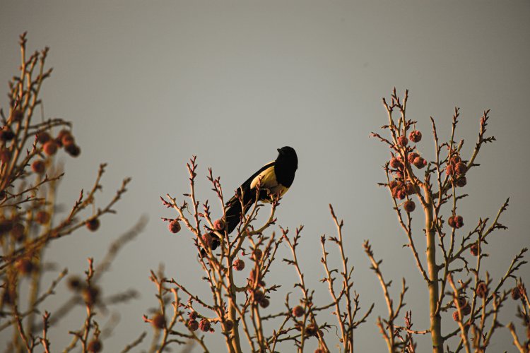 The Oriental Magpie – Beijing’s Smartest Bird?