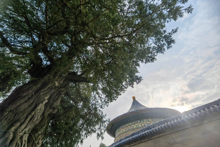 Five Ancient Beijing Trees Worth Looking For