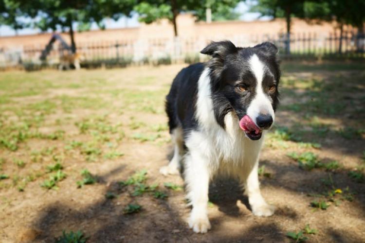 Doggie Days and Pampered Pooches at Cuddles International Pet Resort