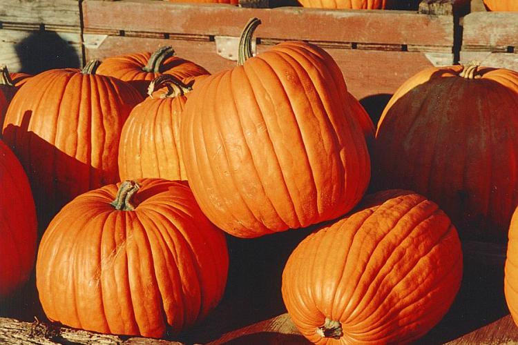 Pumpkin vs. Pumpkin: A Battle Between Savory and Sweet 