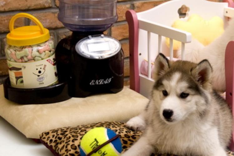 Paw Pals and Props: Pet Shops &amp; Animal Care