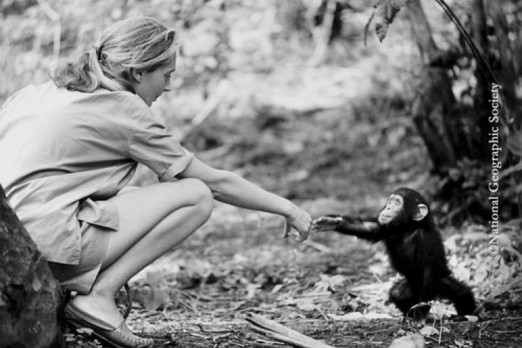 Souperwoman: Jane Goodall Fights For the Sharks