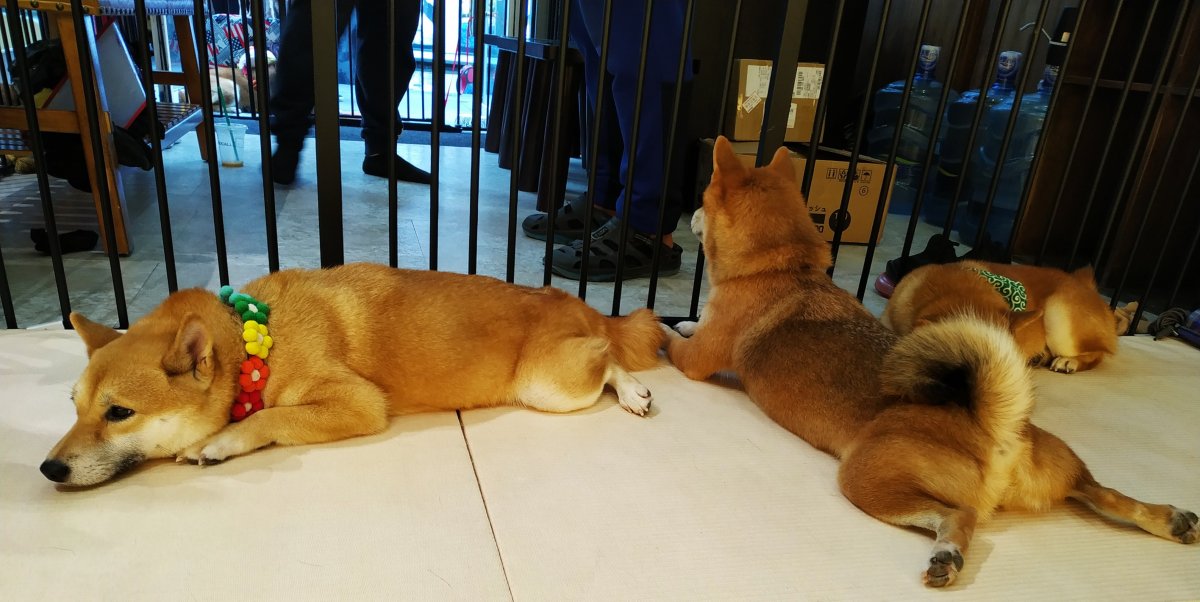 Sit Back And Let These Mini Shibas Heal Your Soul The