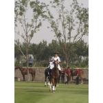 TiajinGoldinPoloClub14