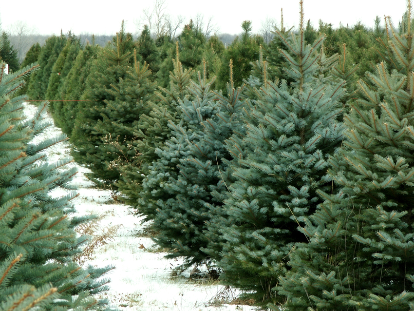 Yes, You Can Buy Real Christmas Trees 