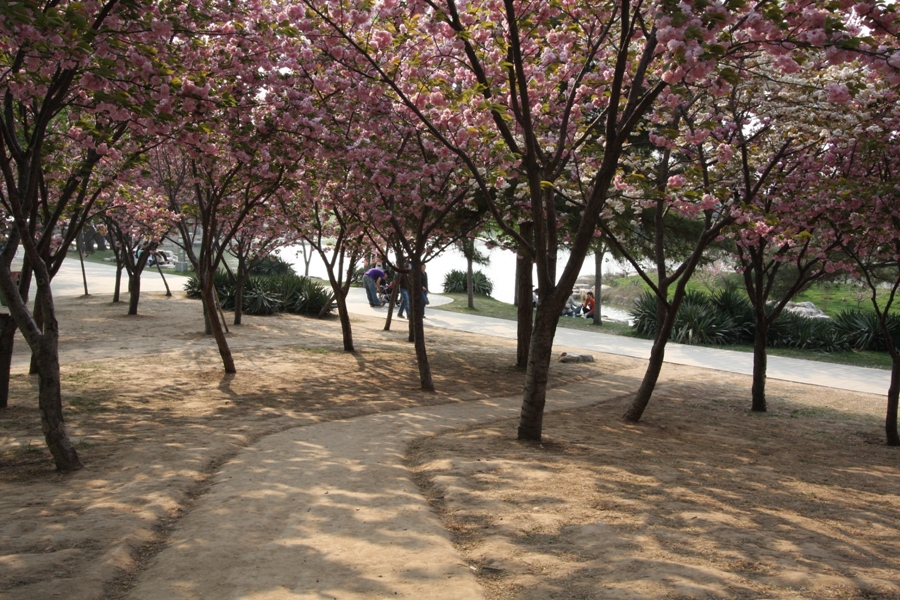 In Full Bloom: Beijing&#039;s Finest Flower Festivals