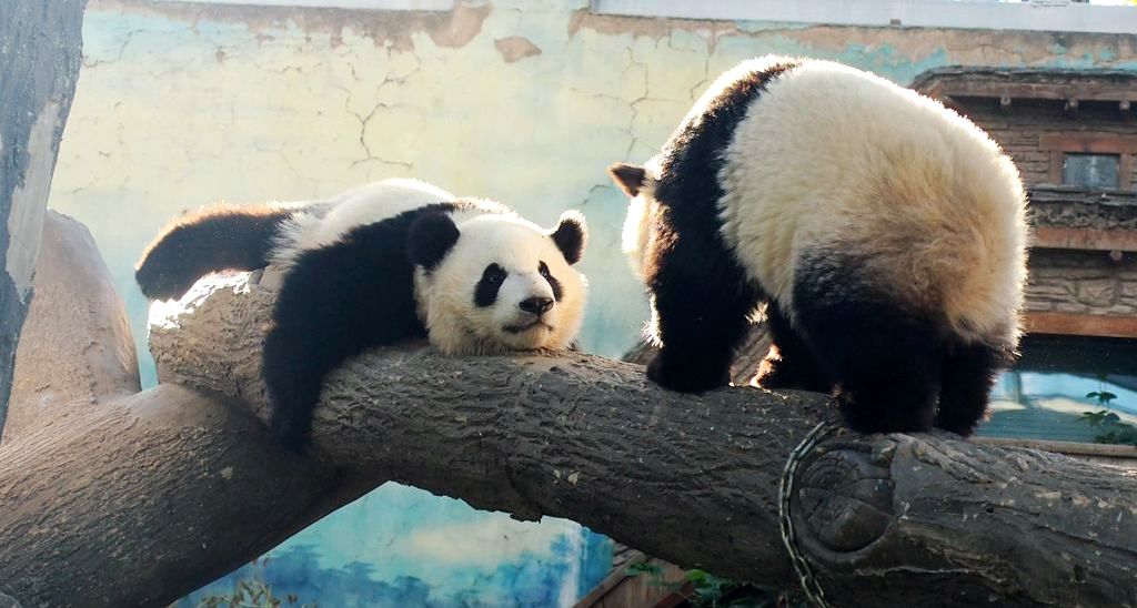 DP Newly-Born Twin Pandas Now on Display and Generally Being Cute at Beijing Zoo