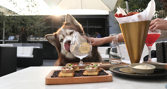 Dogs Days of Summer: Lap Up the Sun With Penny&#039;s Top Pup-Friendly Beijing Venues 2021