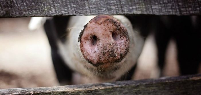 Sick as a Pig: China Grapples With African Swine Fever Outbreak