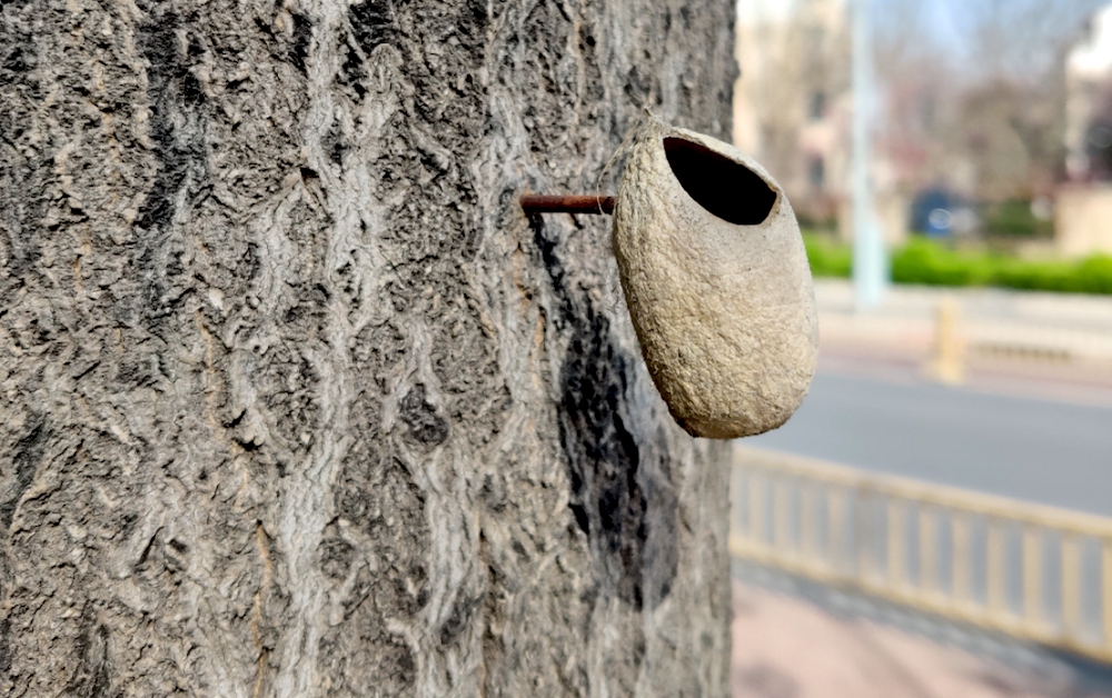 The Beijing Mystery of a Moth, a Wasp, and a Strange Thing Nailed to a Tree