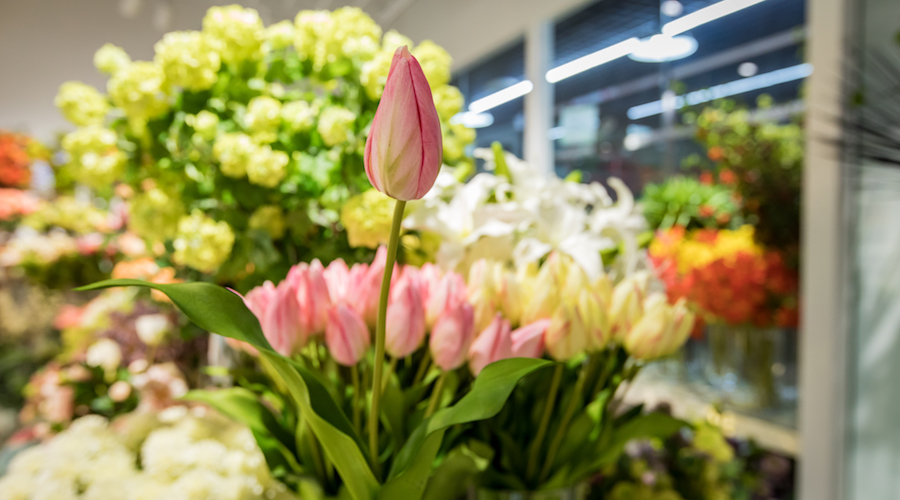 Brighten Up Your Home This Winter At Liangma International Flower