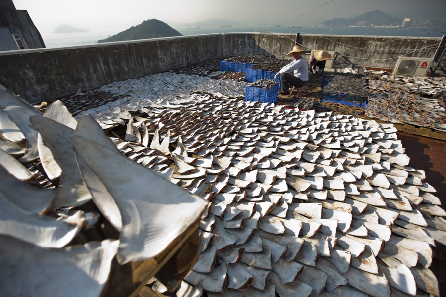 Taking a Bite Out of Shark Fin Soup