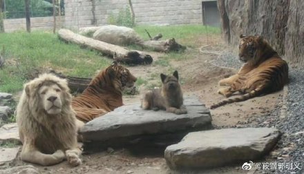 Abandoned tiger and lion cubs frolic with puppies at Beijing zoo - BBC News