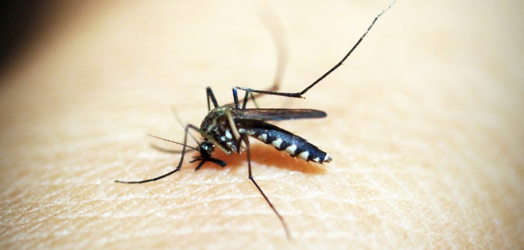 Should You Get Vaccinated Against Mosquito-Borne Diseases In Beijing?