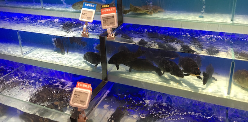 Hema Supermarket Offers a Taste of the Sea 