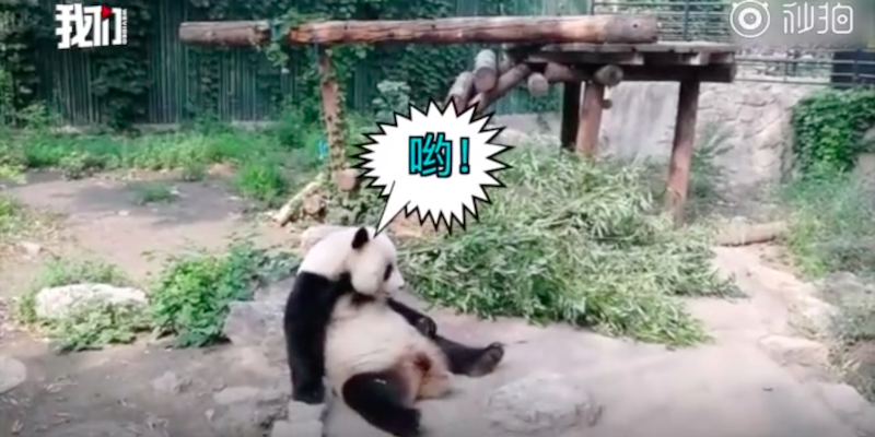 Trending in Beijing: Subway Opening Hours Extended, Discriminatory Swimming Pool, and Attack on a Panda