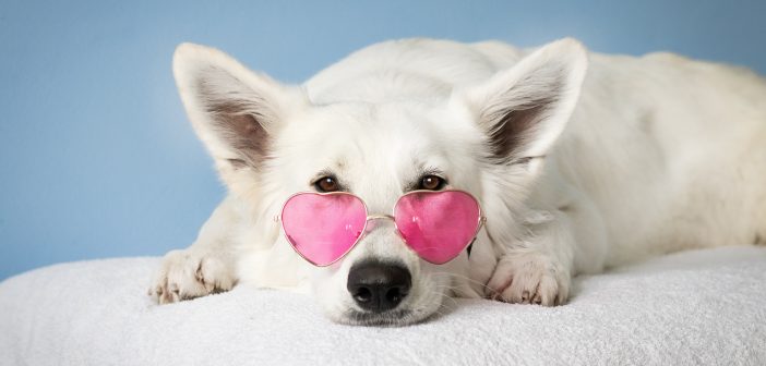 Pet Sitters & Trusted Pet Boarding Facilities Pet Sitters & Trusted Pet Boarding Facilities