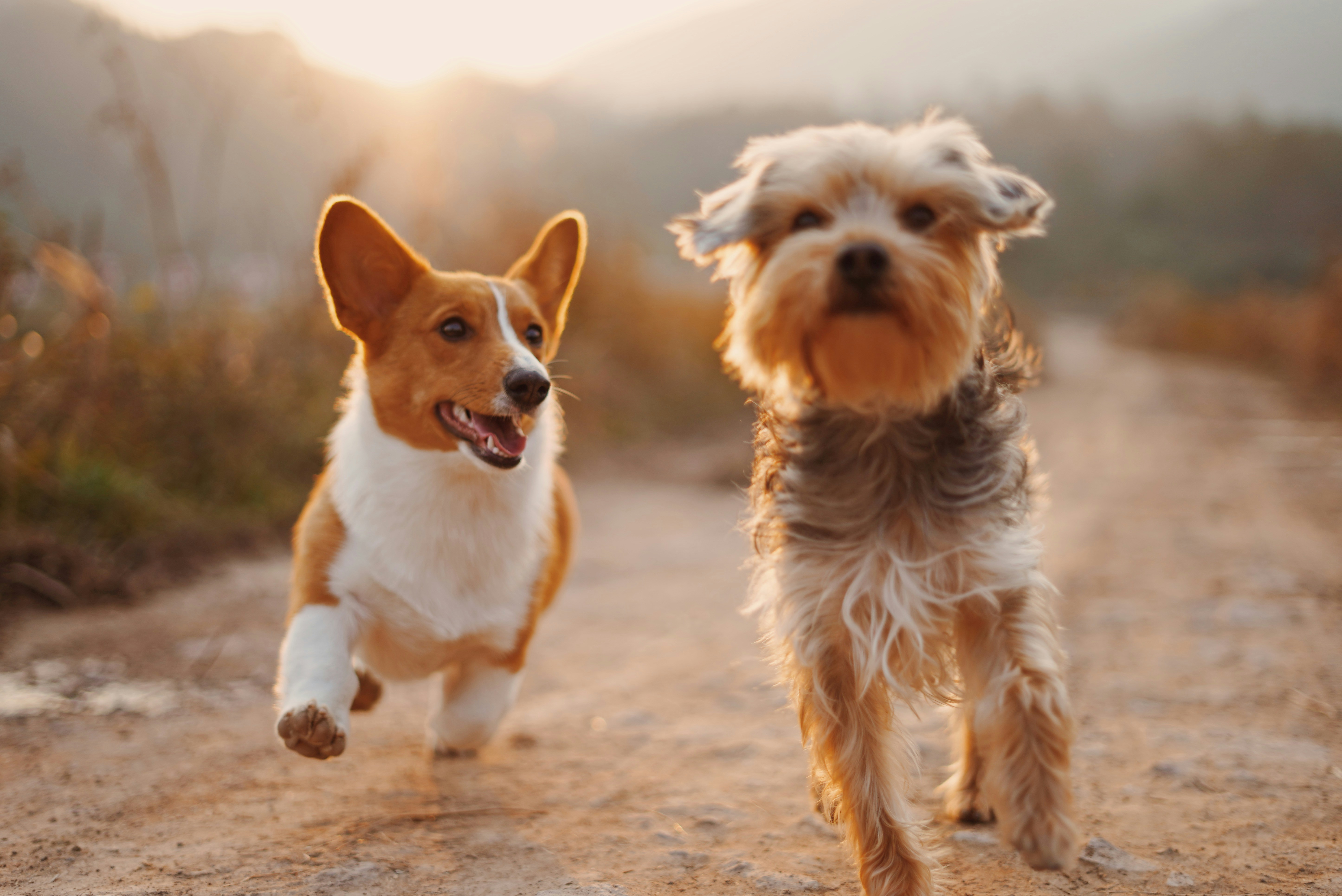 Minum untuk menyelamatkan anak -anak anjing di Furry Tales Wine Tasting