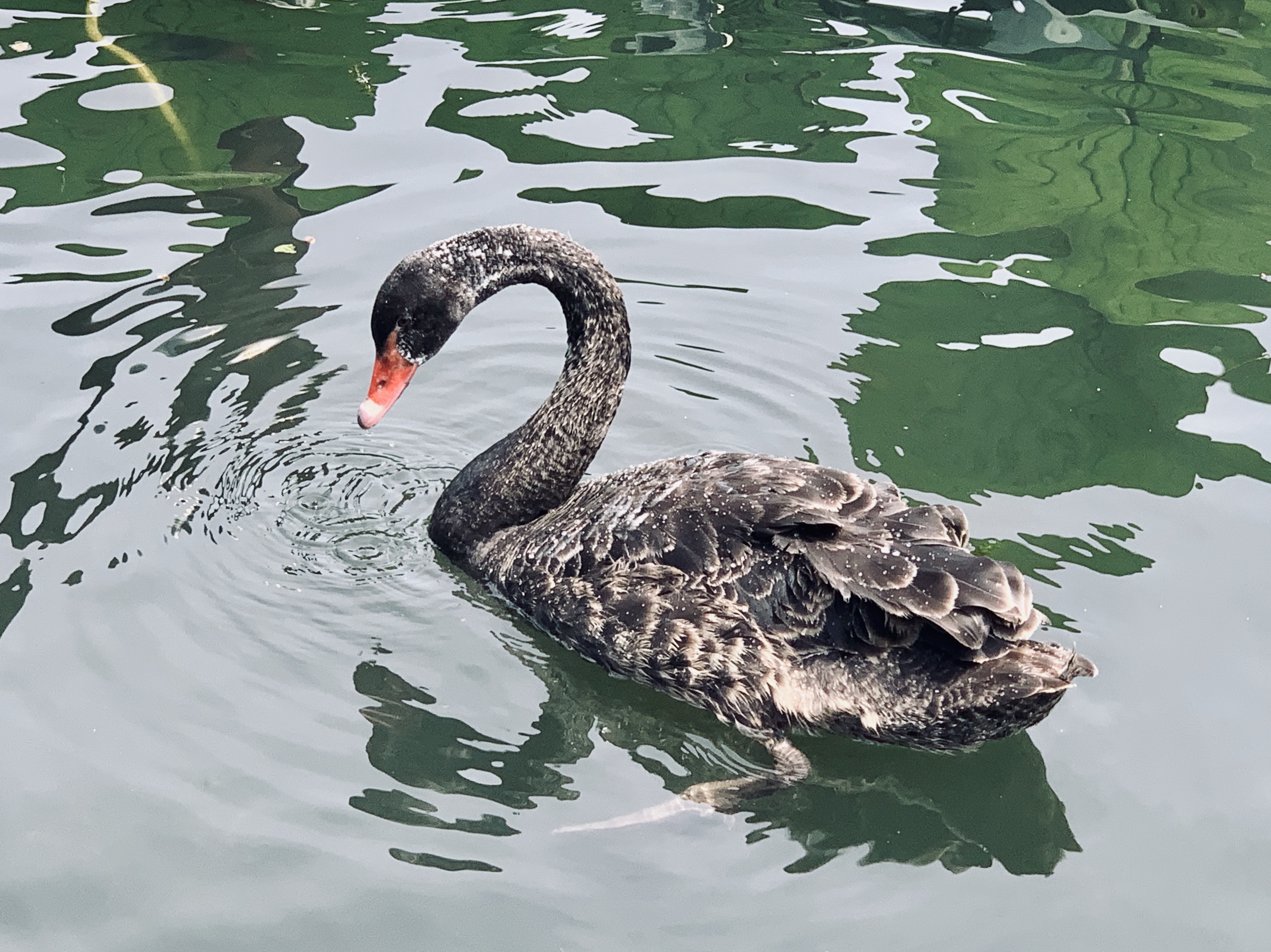 Black Swans test positive for bird flu at Old Summer Palace