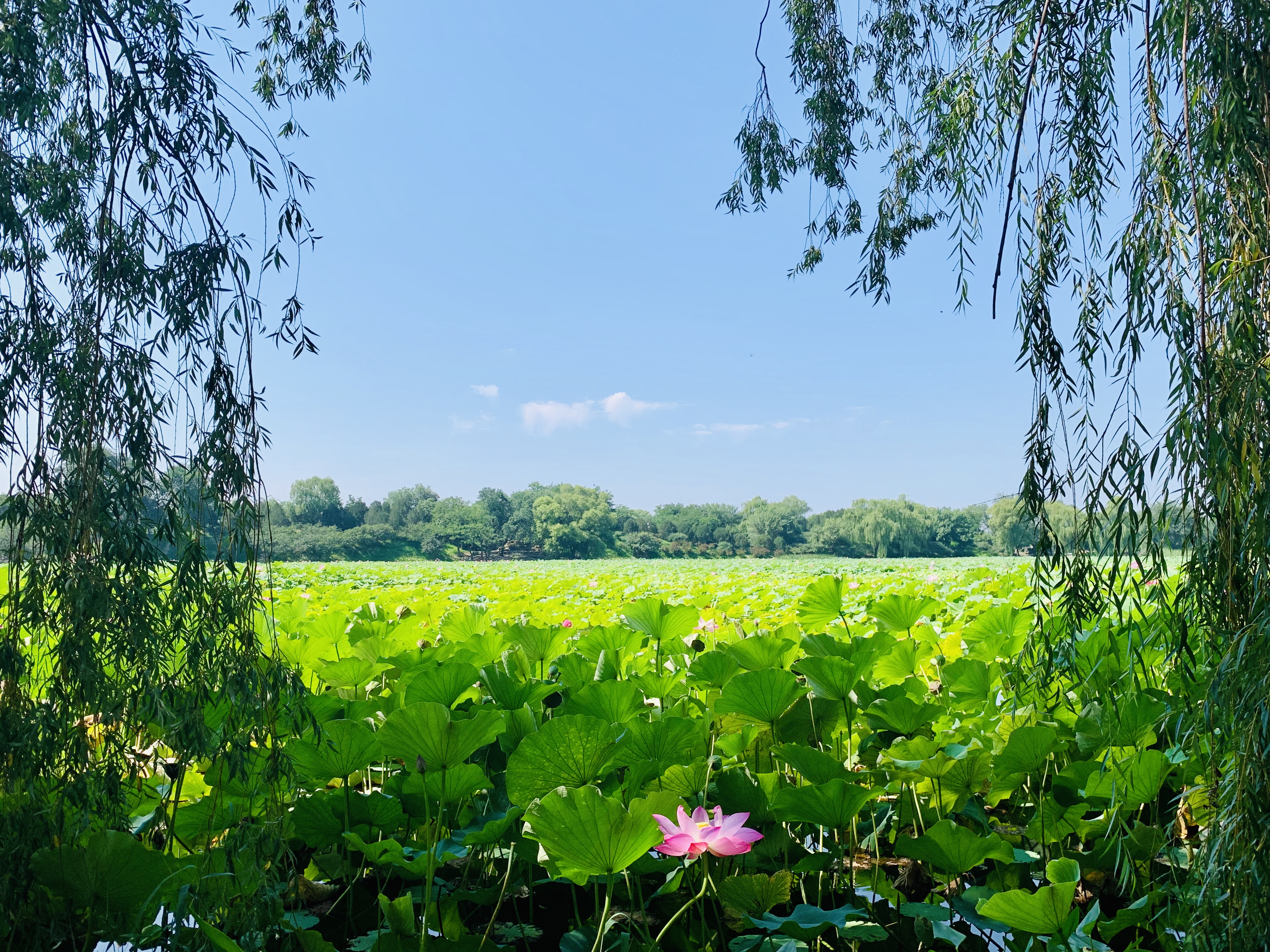 Lotuses and Lilies blooming at the Old Summer Palace